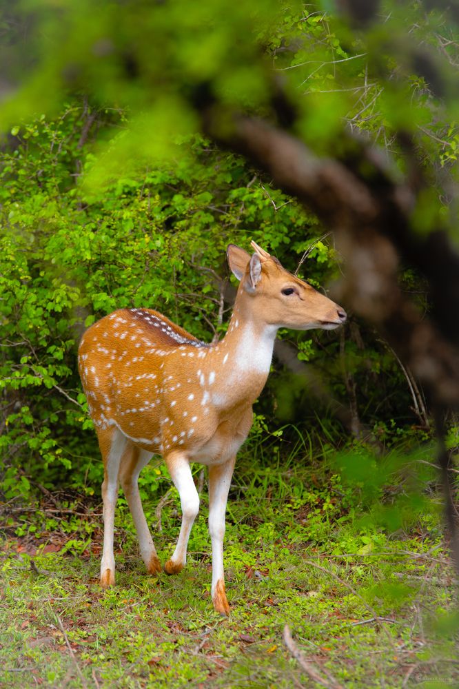 Photograph by Navodya Jayasinhe Arachchige Hashan