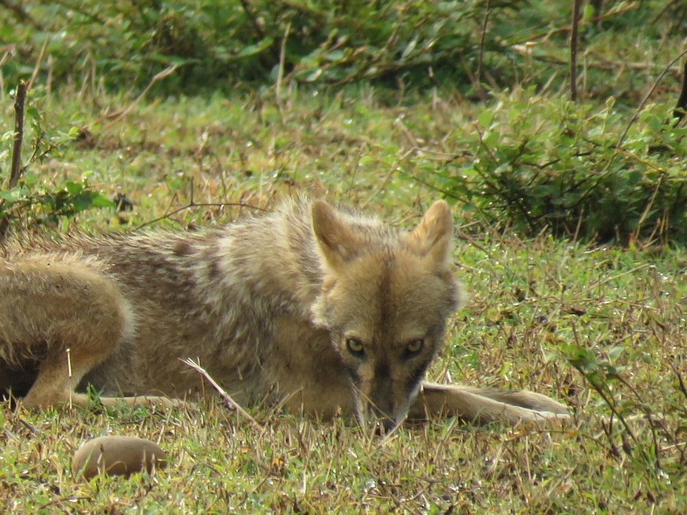 Jackal looking head on