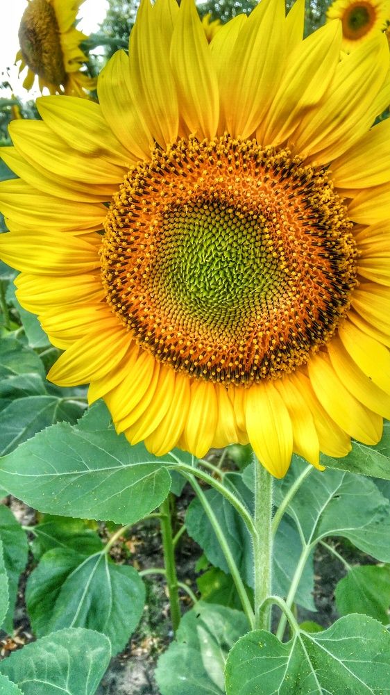 Photograph by Дарья