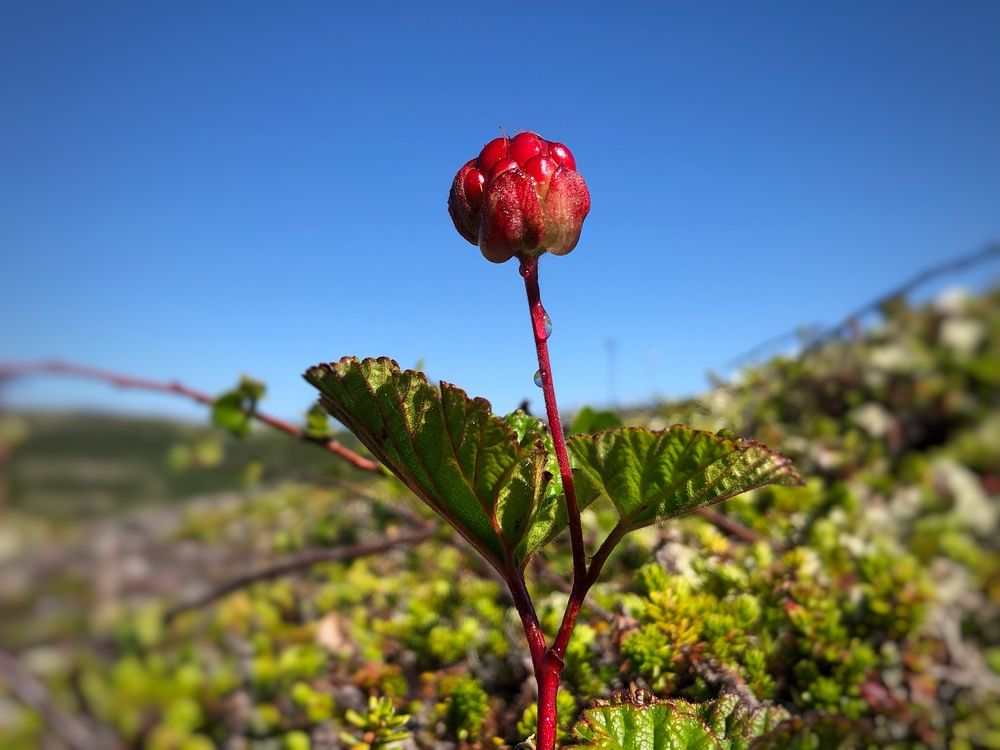 Photograph by Оксана Шеховцова