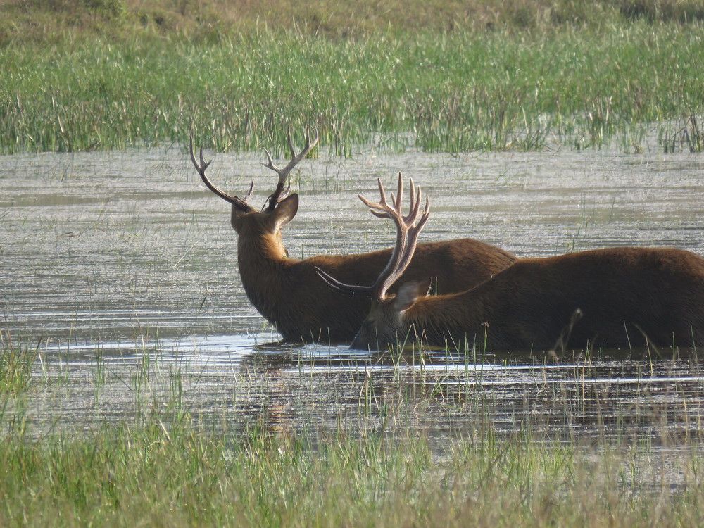 Barasingha / Swamp Deer at Kanha National Park