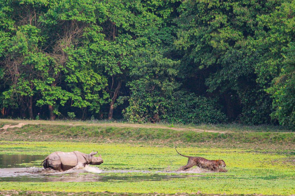 Photograph by Kaziranga Chetry