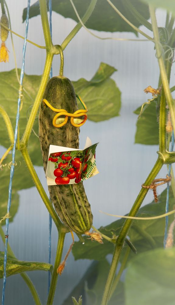 Изучение иностранного языка