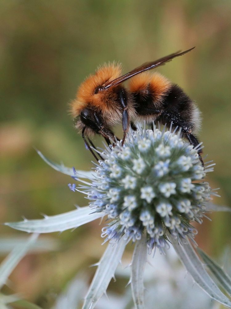 Photograph by Ирина Корабельникова