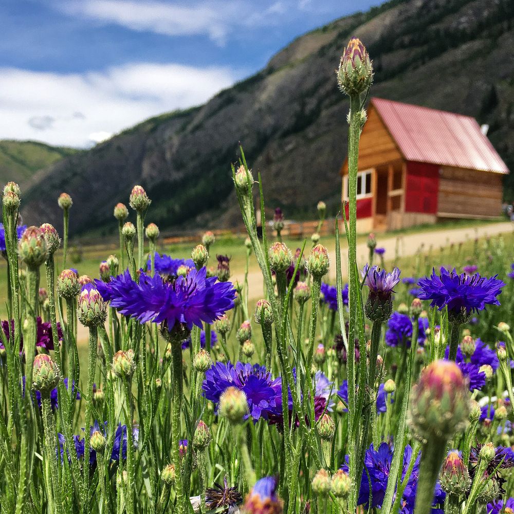 Photograph by Елена Шамраева