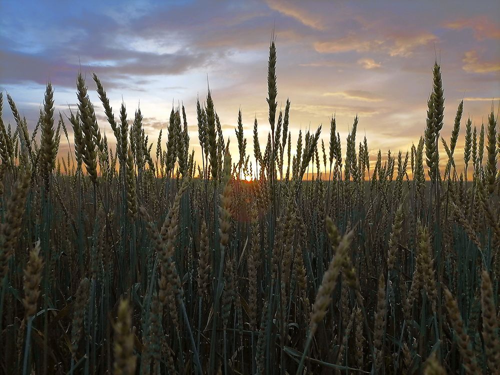 Русское поле
