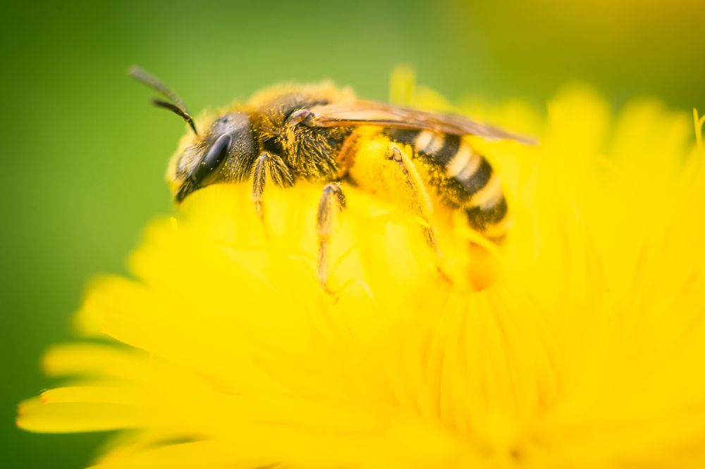 Photograph by Juraj Šulek