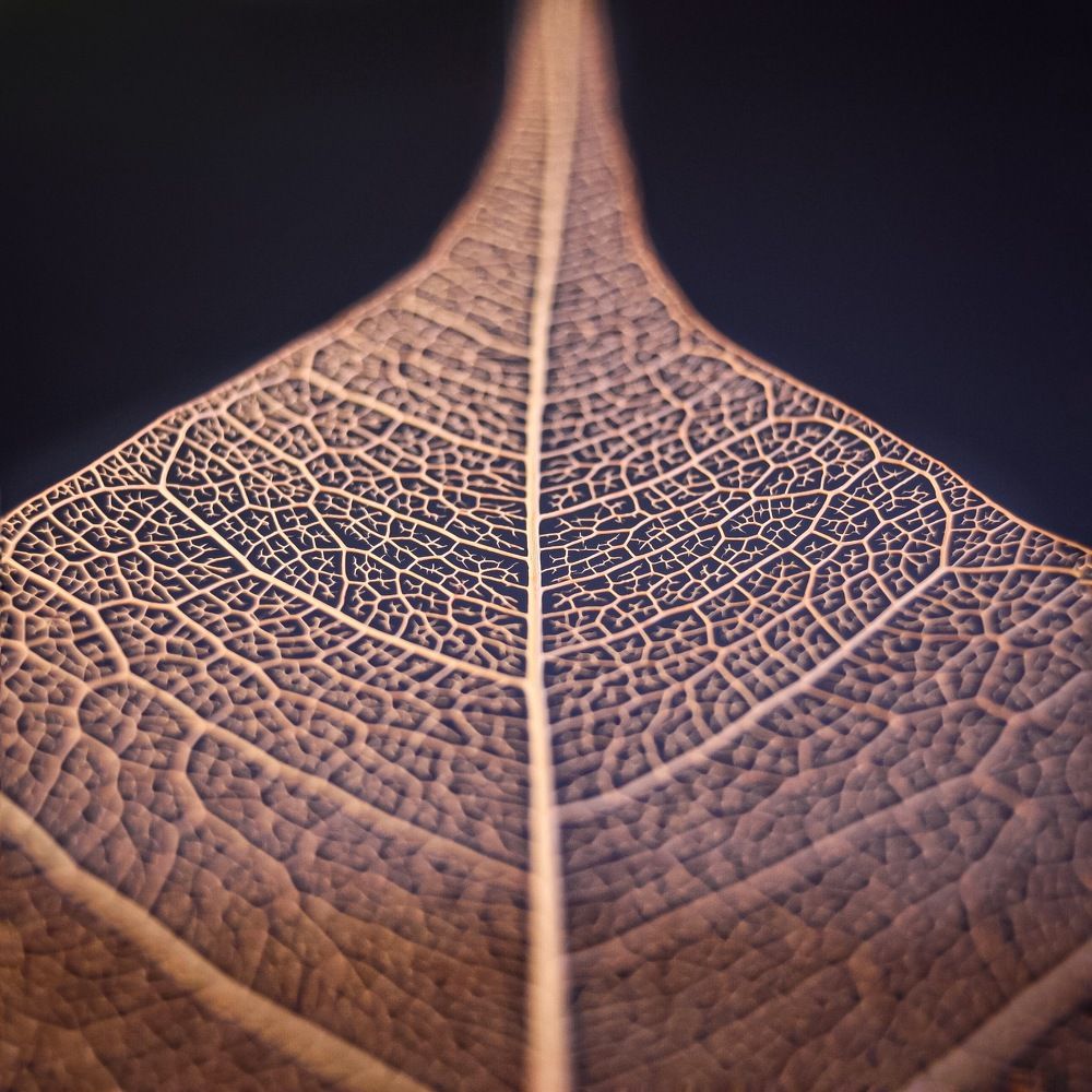 Photograph by Алена Царицына