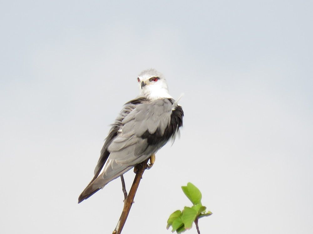 Black Shouldered Kite