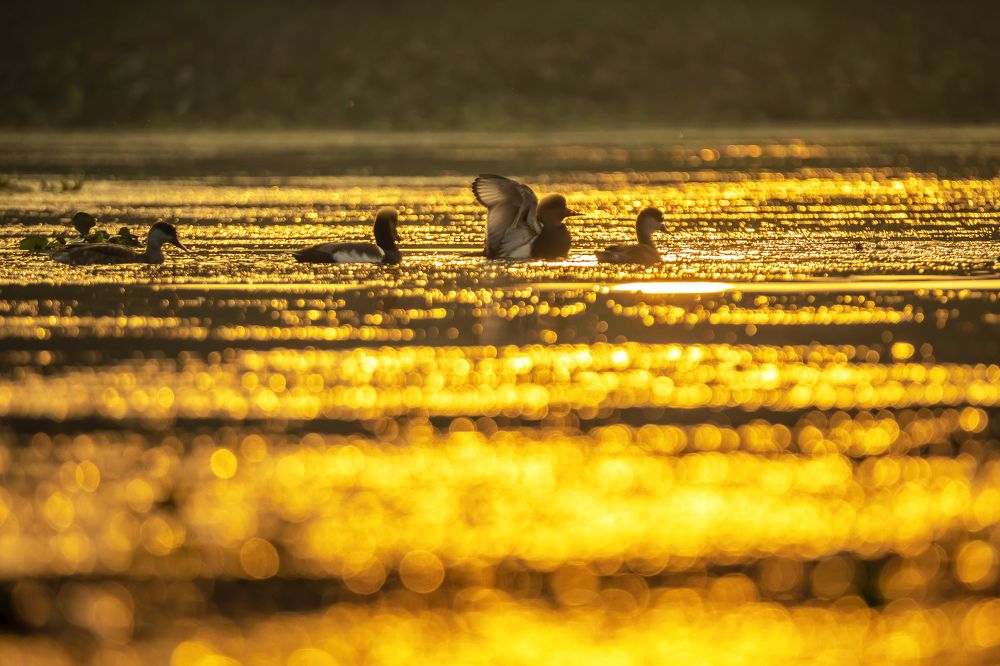 Silhouette of Red Crested Pochard