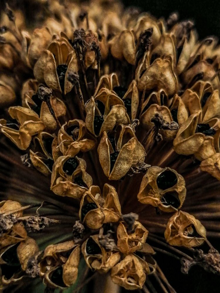 Сухой зонтик