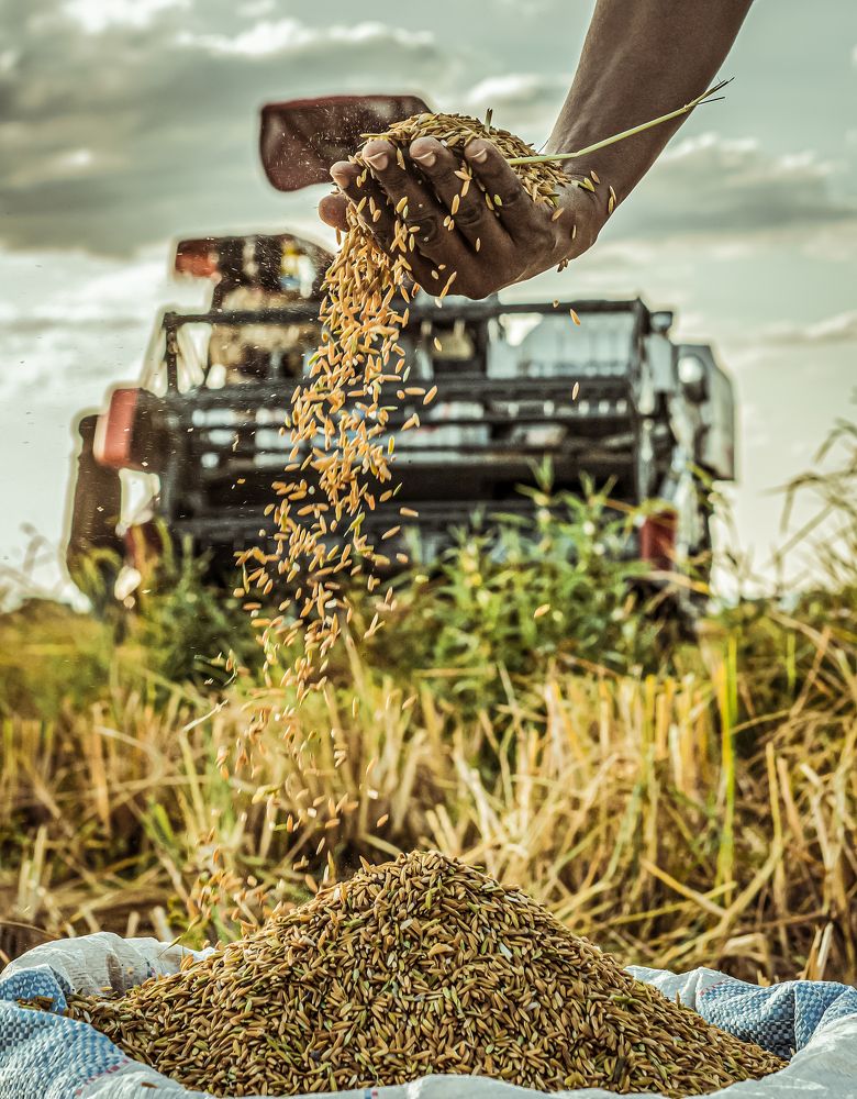 Harvesting rice
