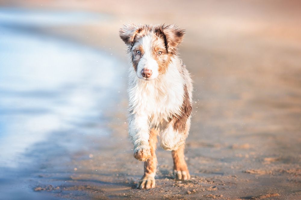 Фотография автора Анна Вильховая