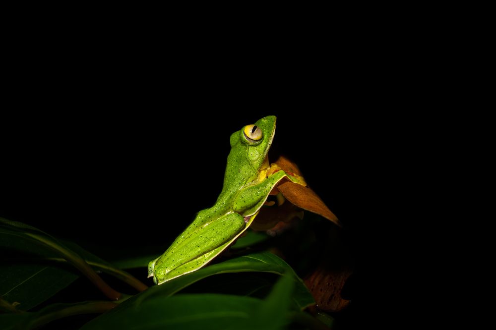 A life from Western ghats of India
