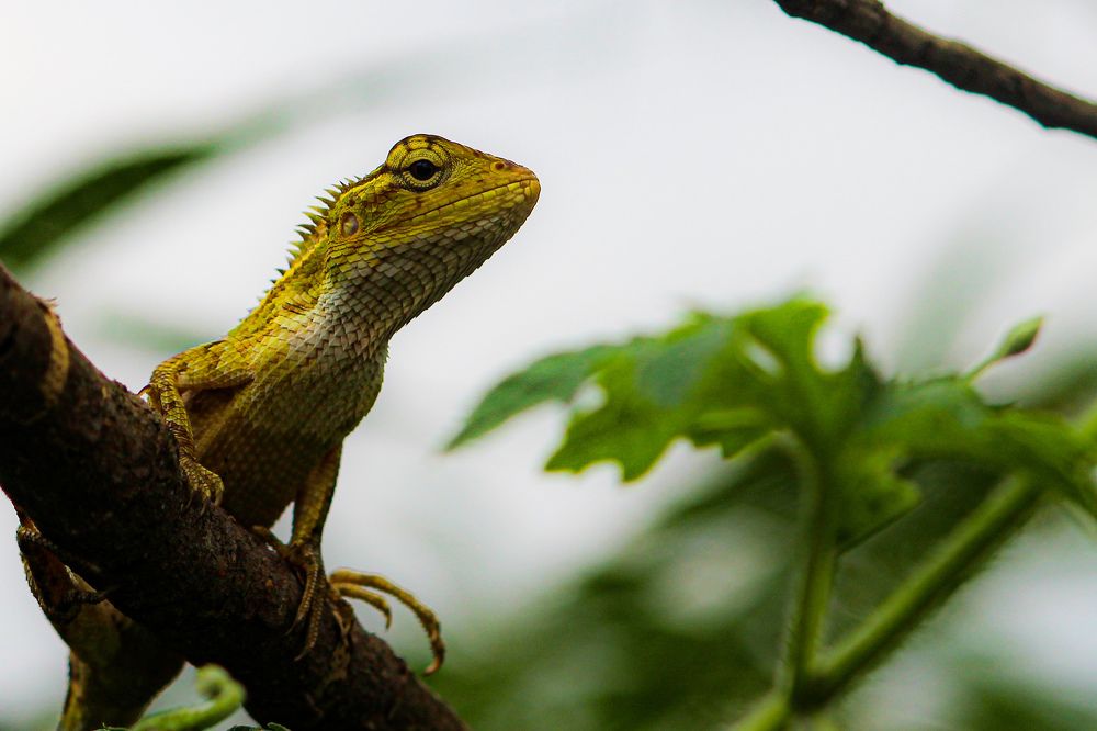 Photograph by Santosh Shrestha