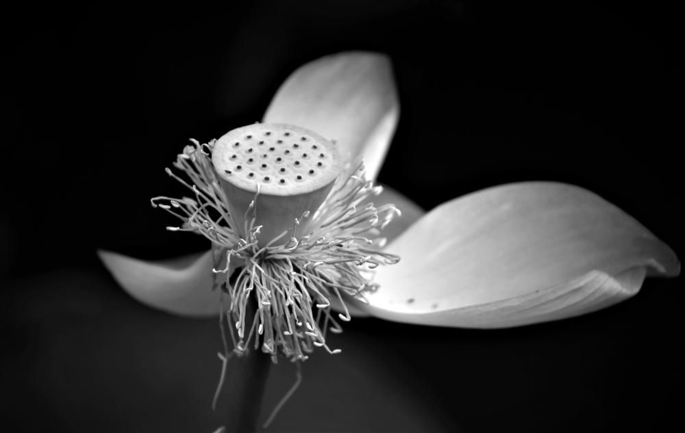 Photograph by Сенина Елена