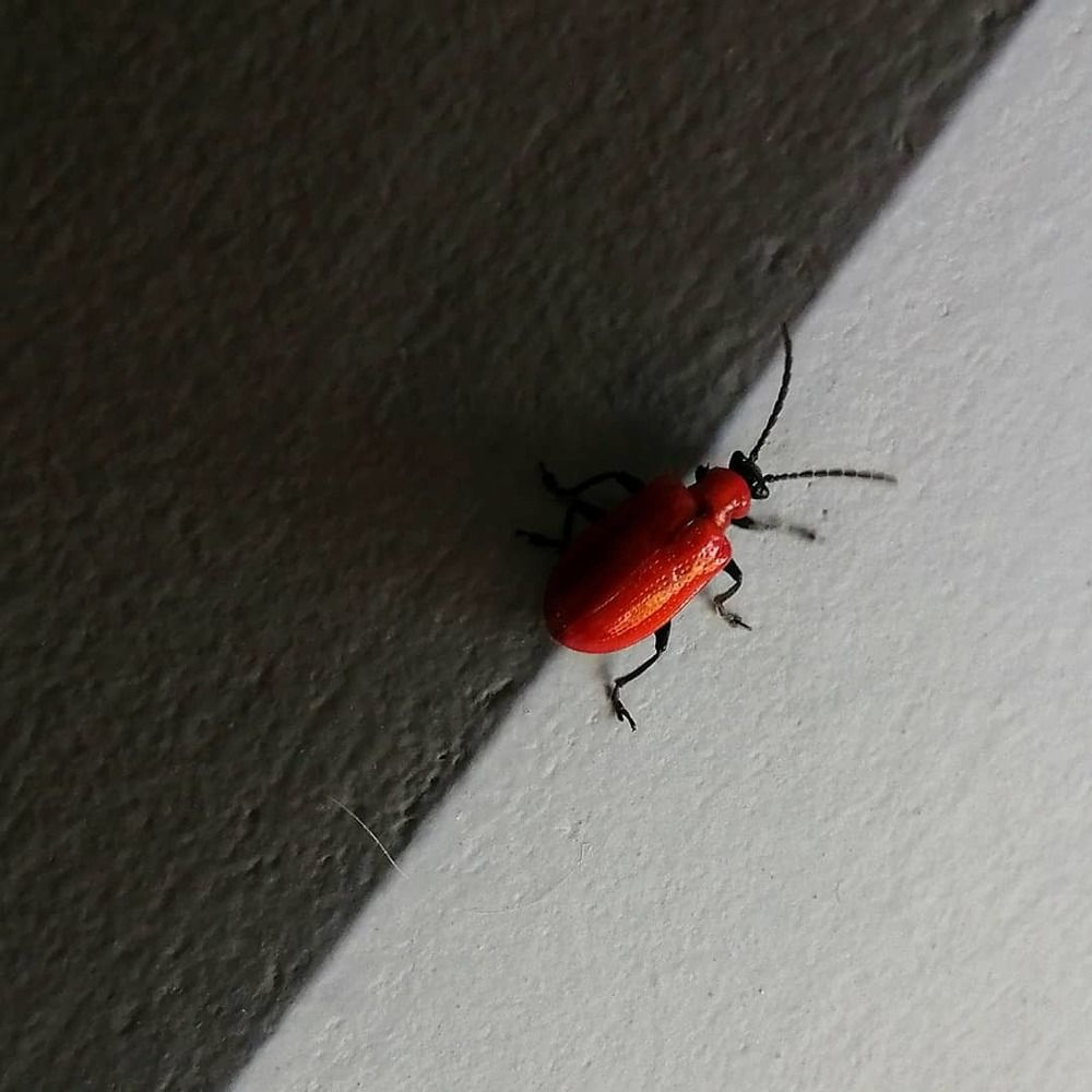 Photograph by Светлана Веселовская