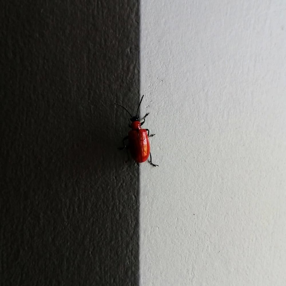 Жук листоед