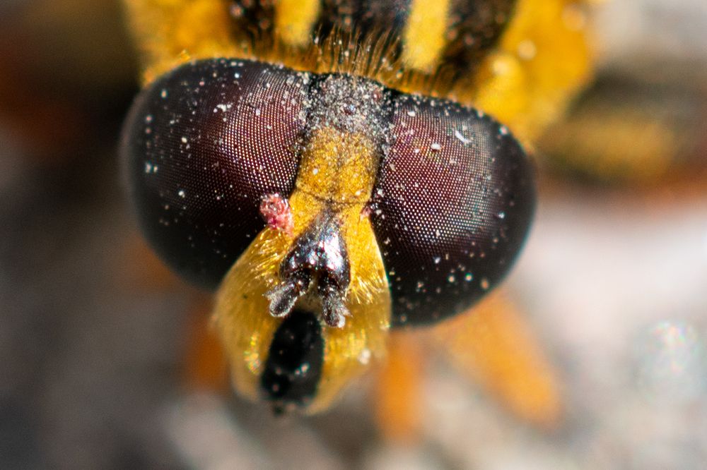 Photograph by Юлия Боровкова