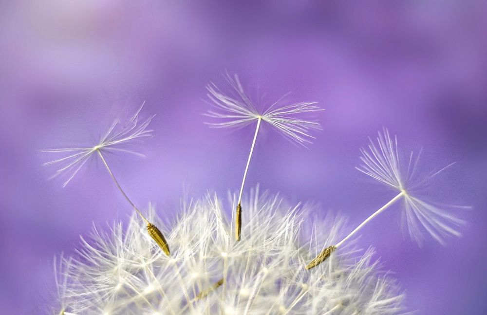 Танцы парашютиков