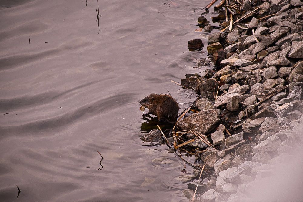 Photograph by Elvira