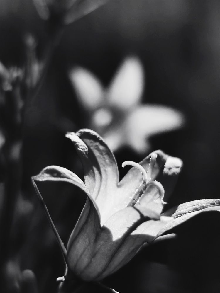 Campanula