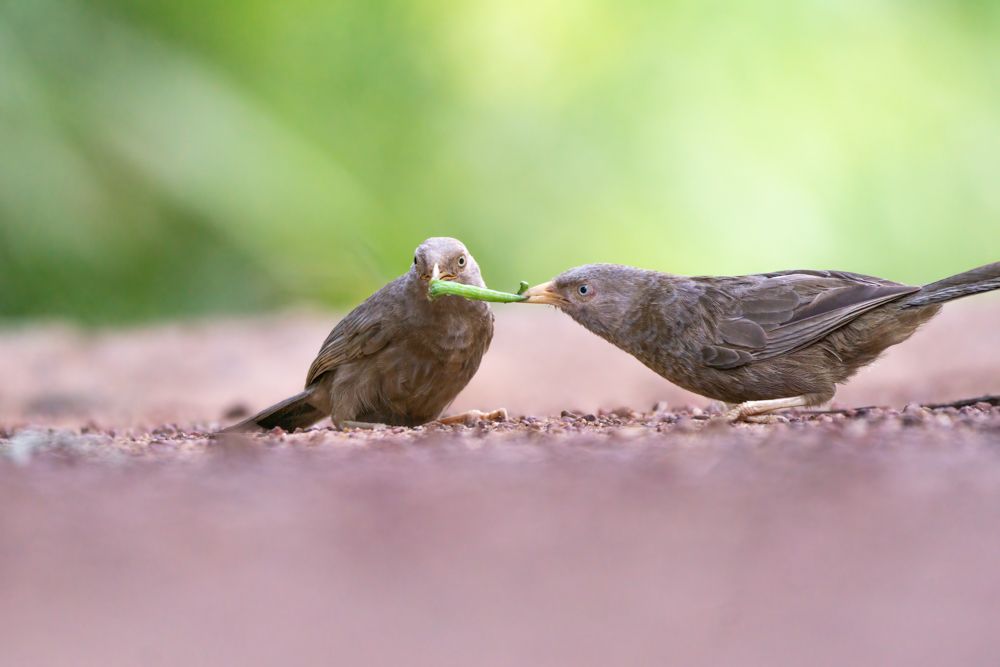 Give it back, its mine