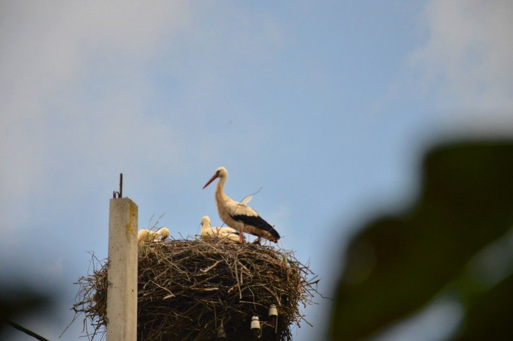 Photograph by Ольга Шевцова