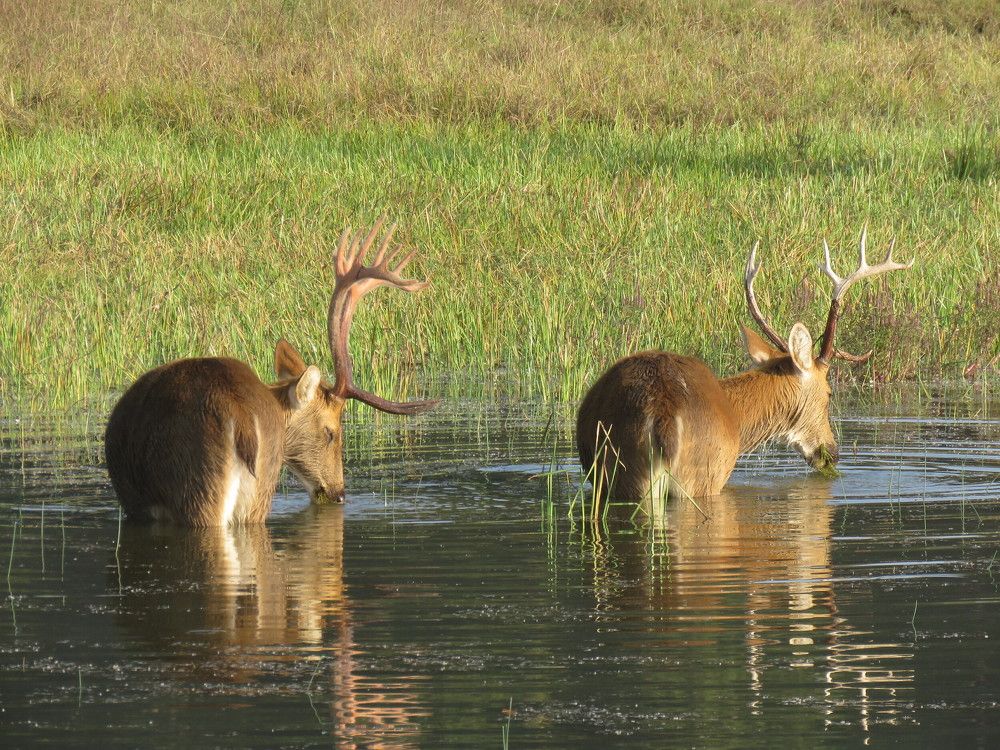 Couple of swamp deer in water