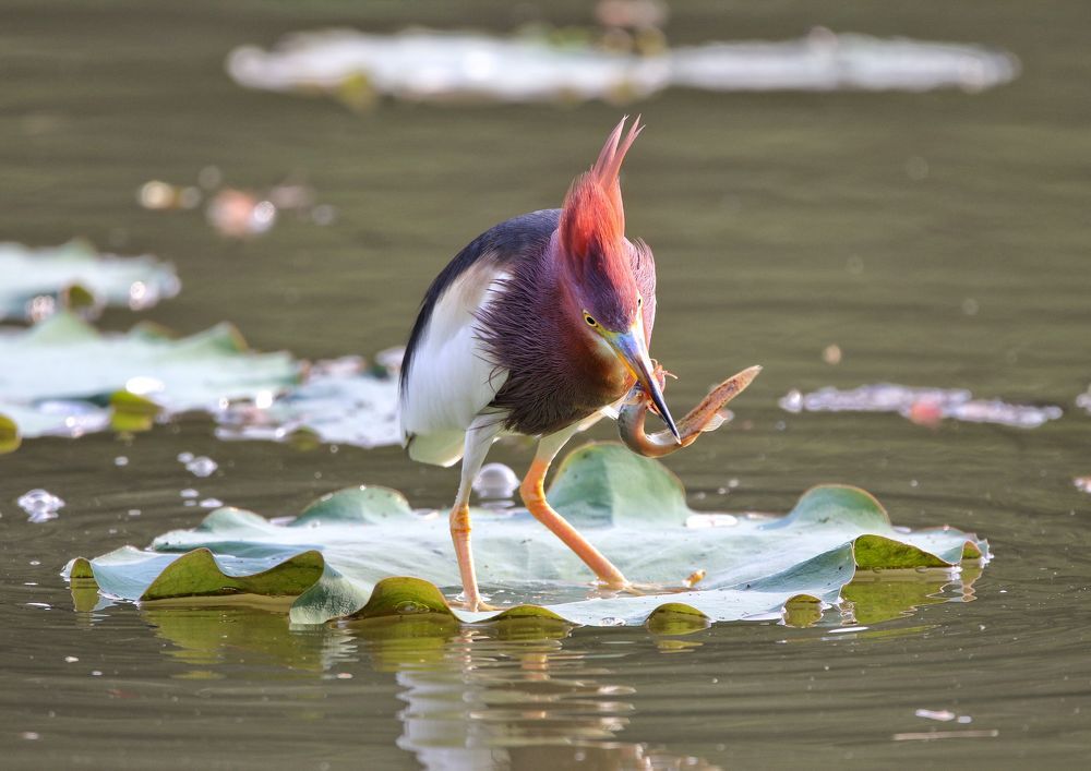 Pond heron and Pond loach