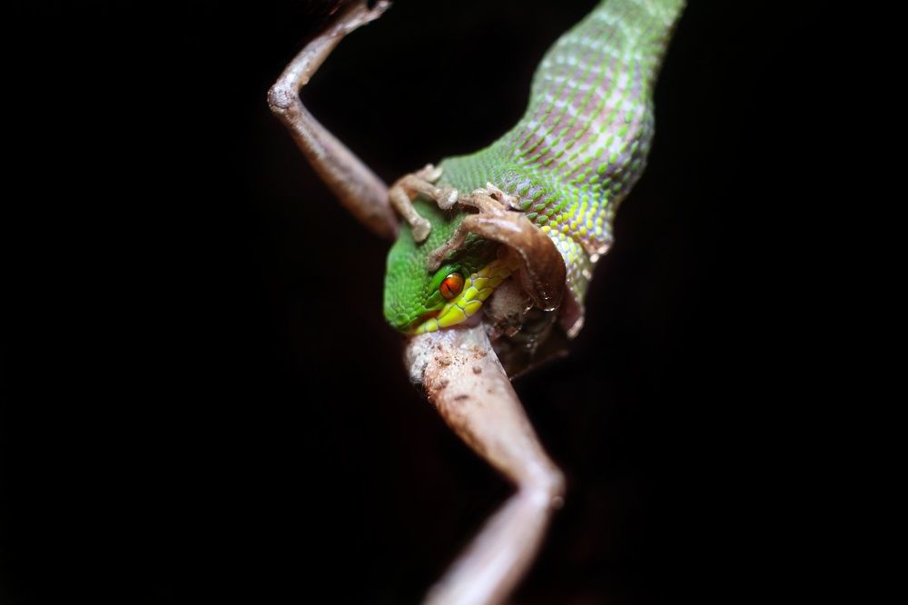 Photograph by Cohen Isaac