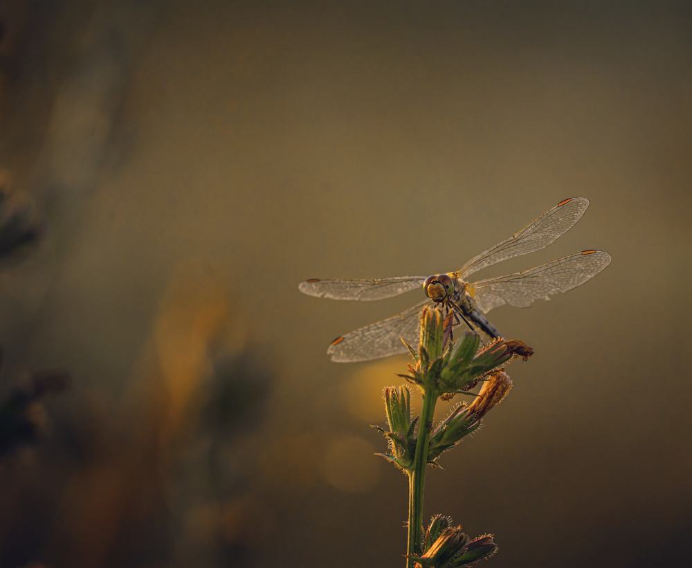 Photograph by Владимир Коновалов