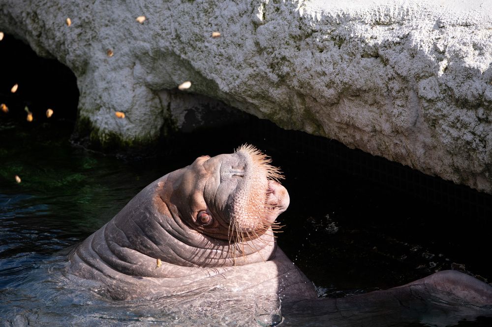 Photograph by Olivier De Greef