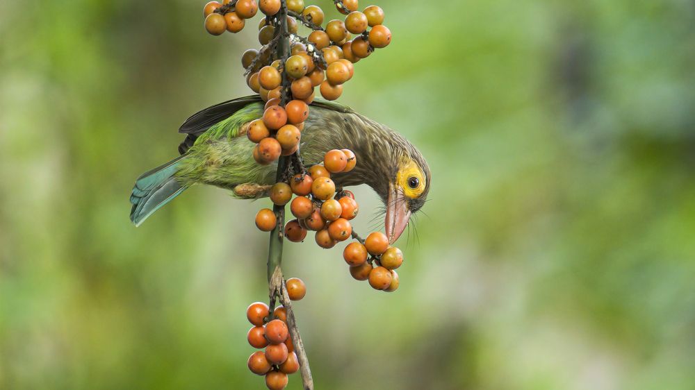 Photograph by Sarath De Vass Gunawardane