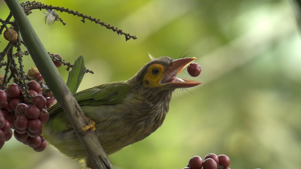 Photograph by Sarath De Vass Gunawardane