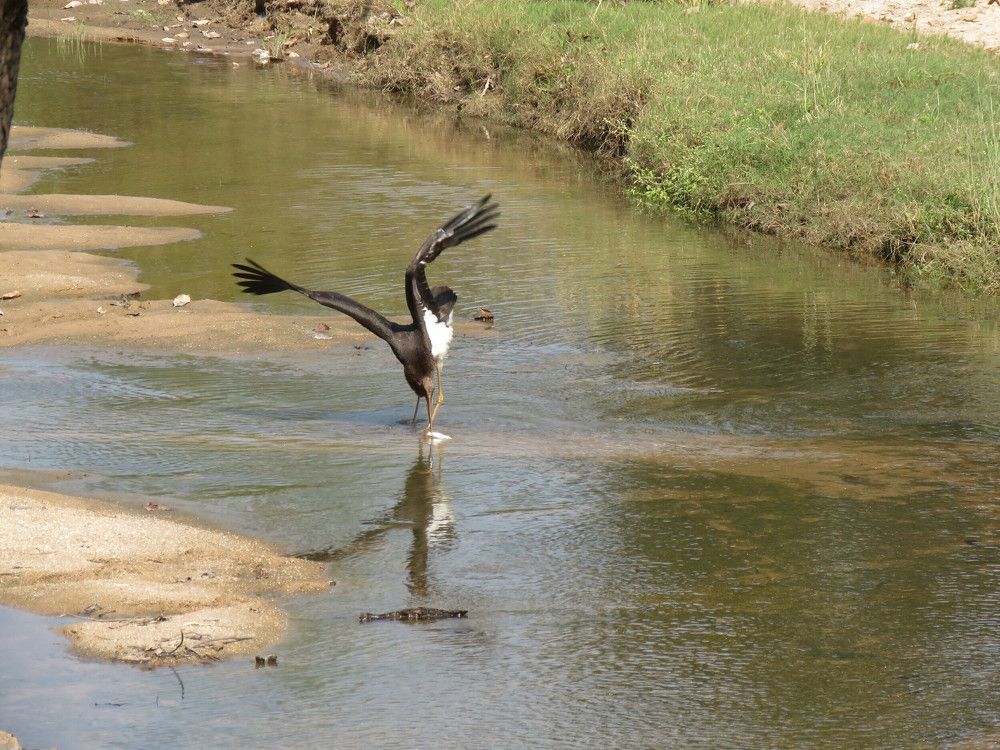 Woolly necked Stork catching fish and walking about