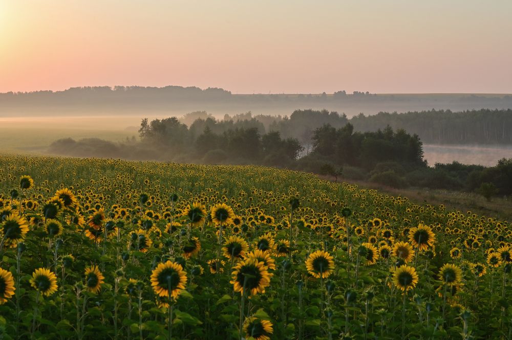 Стелется туман по лугам и полям