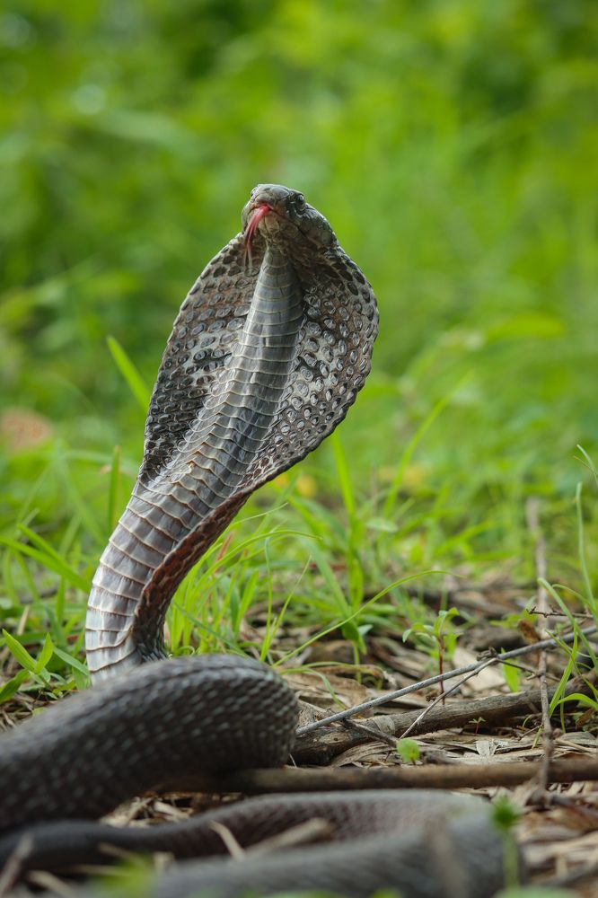 The Black Spectacled Cobra flicking out its tongue