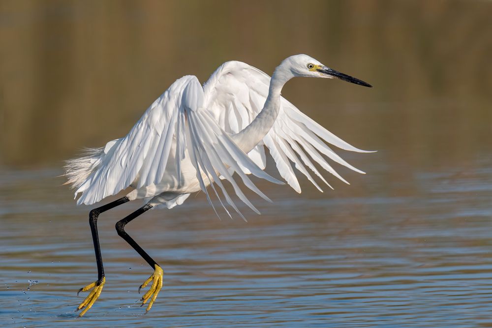 Photograph by Messina Alfonso