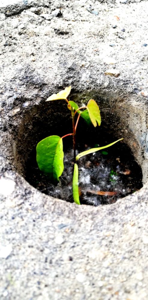 Тяга к жизни