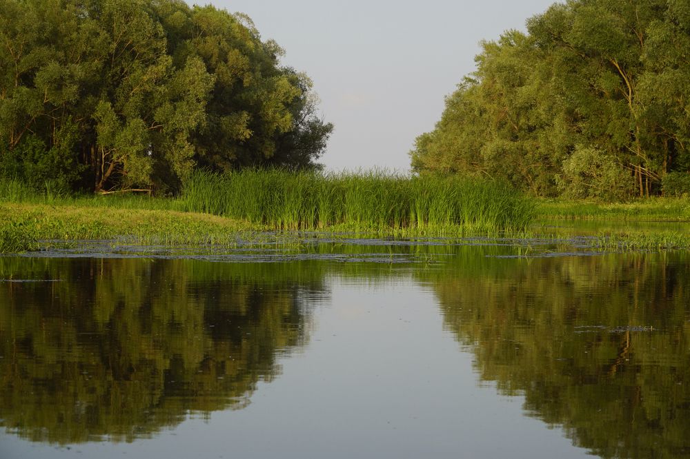 Измаил Ефимов. Россия, г.Йошкар-Ола.  На поймах р.Большая Кокшага. 14 июня 2021