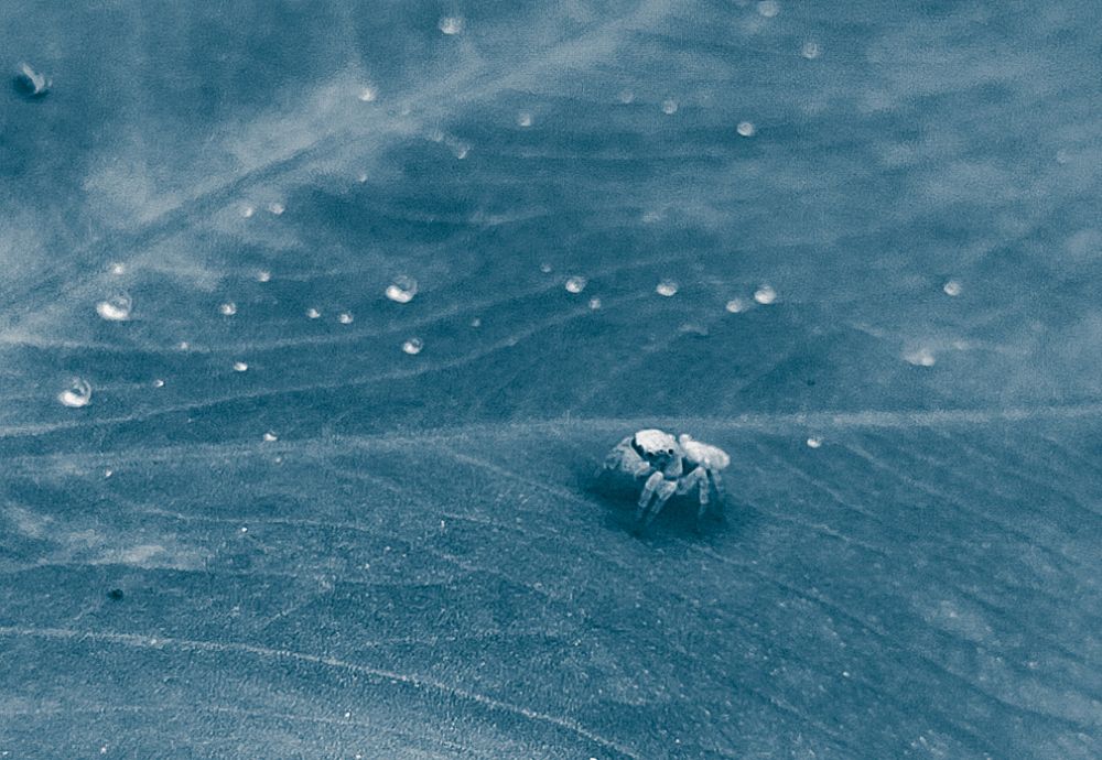 The tiny's path