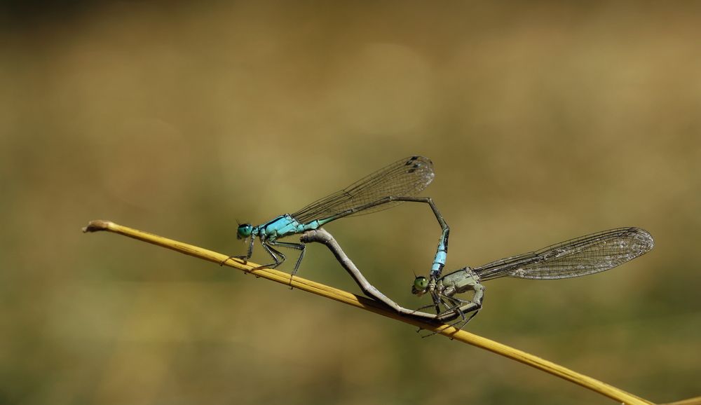 Photograph by Андрей Шартов