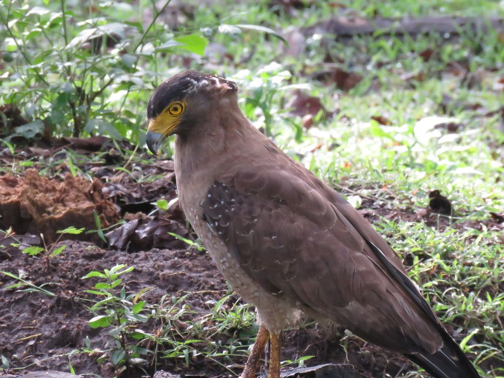 Crested Serpent Eagle