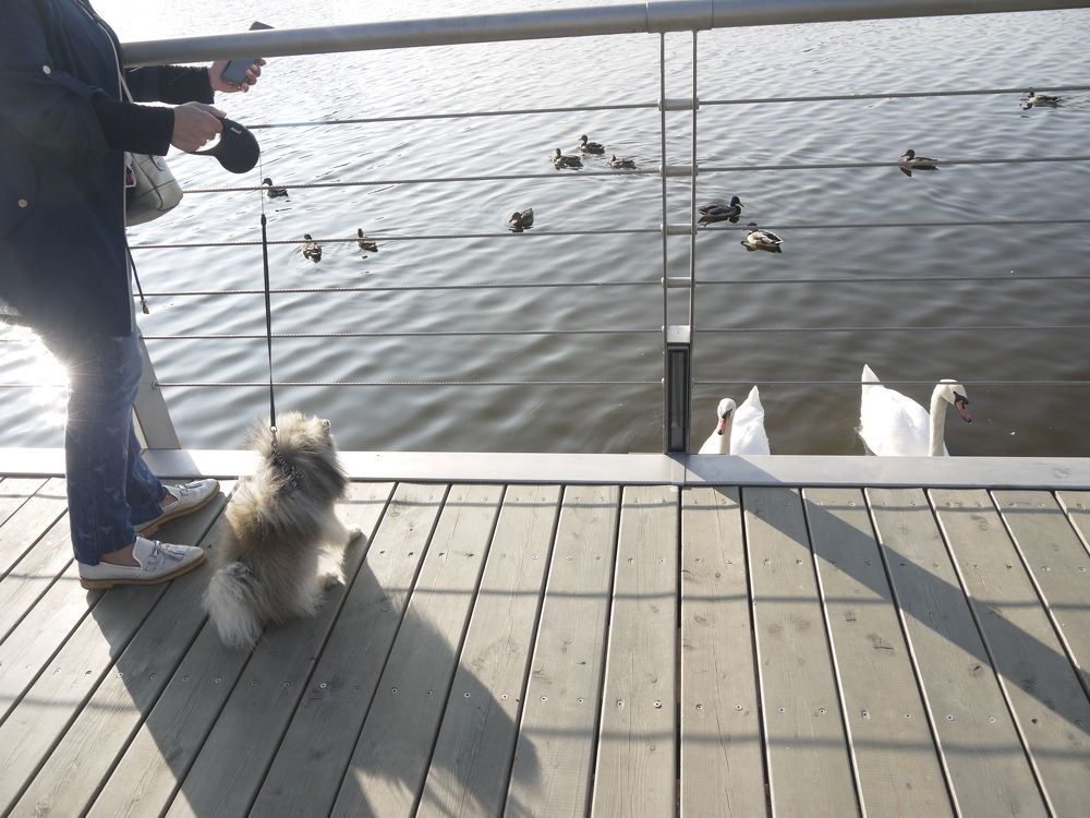 Знакомство с лебедями.