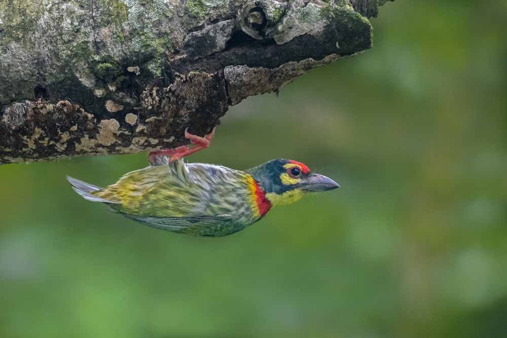 Photograph by Mousam Ray