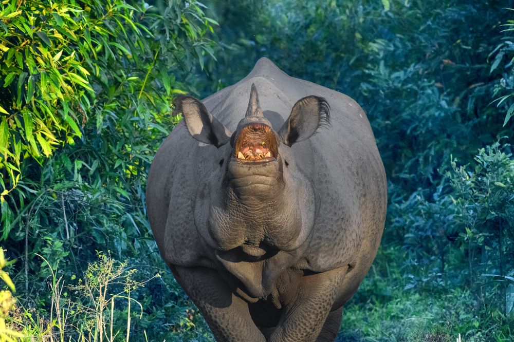 Photograph by Mousam Ray