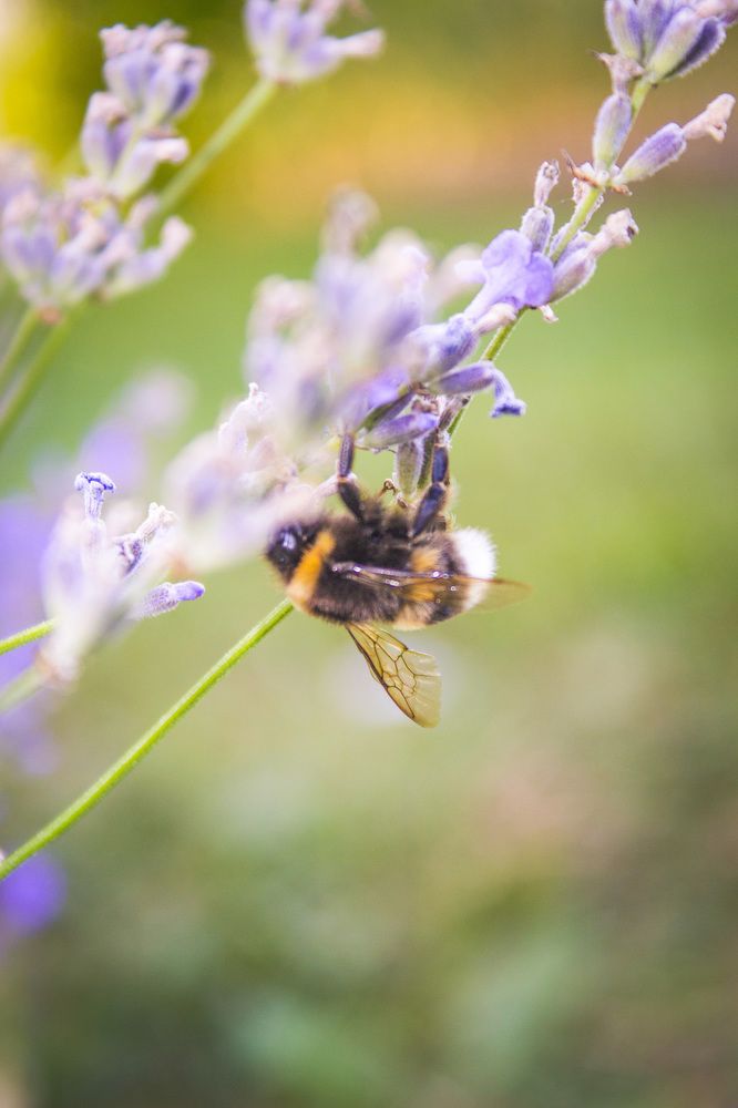 Мохнатый Шмель.