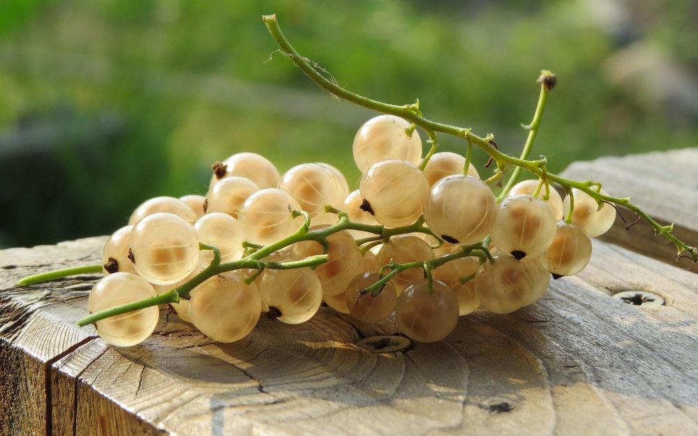 Белая смородина