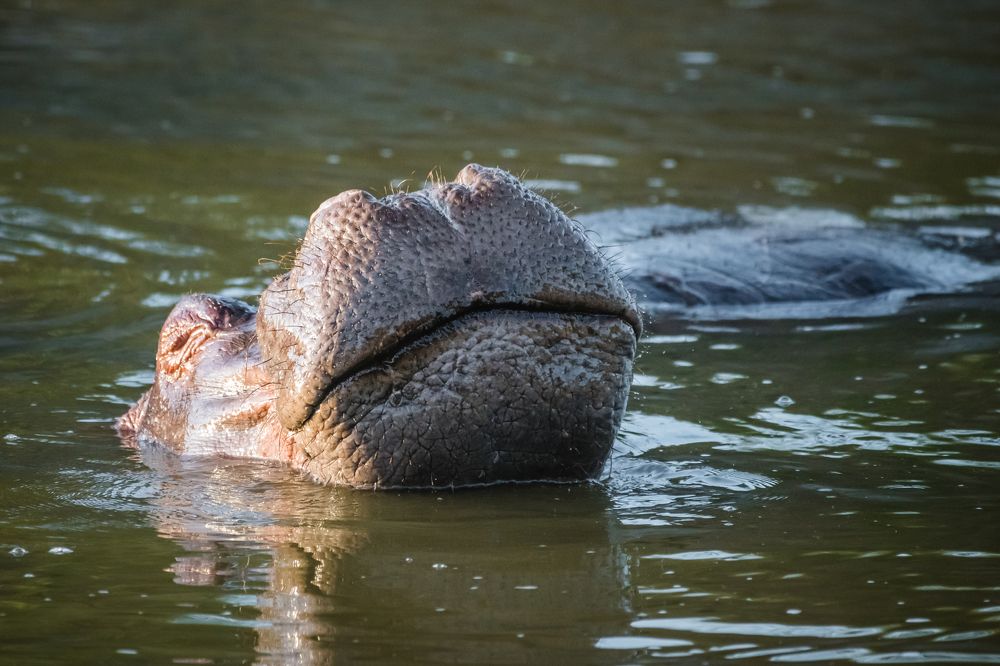 Big Mouth Hippo